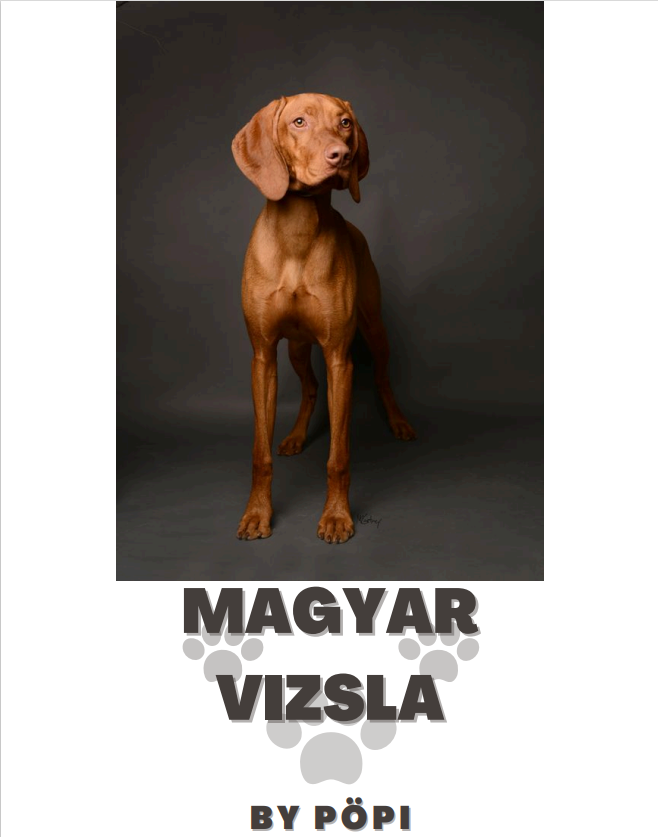 E-BOOK Magyar vizsla